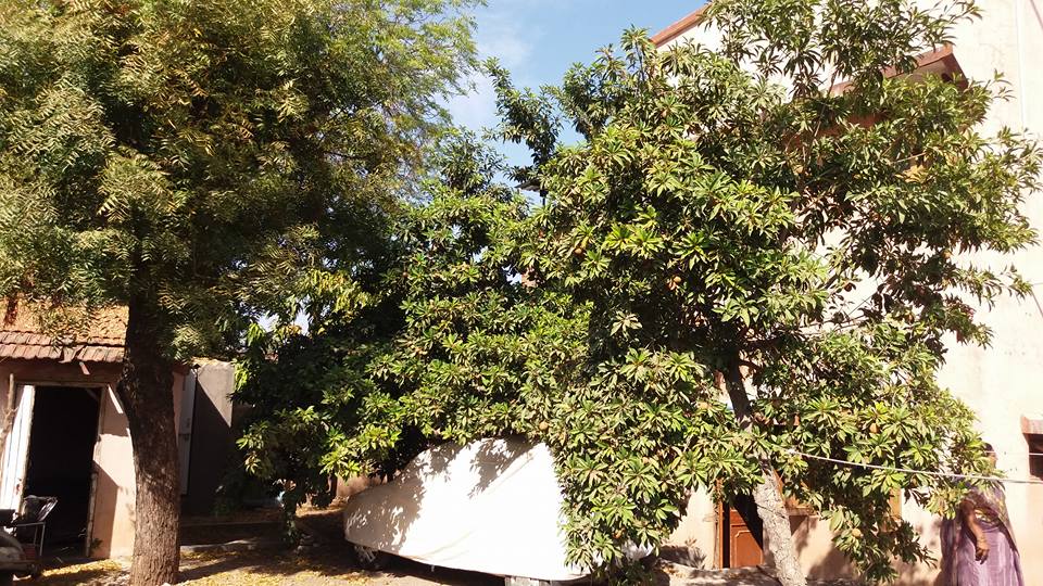 12799134_755007571266506_462031017129663703_n